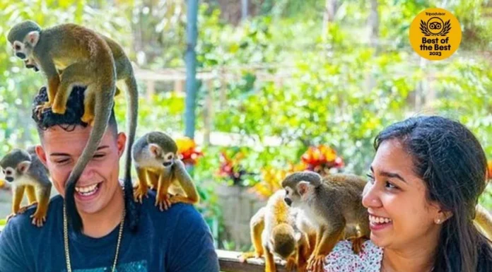 Incluyen excursión Monkeyland entre mejores experiencias