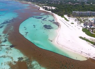 Abinader crea el Gabinete de Lucha Contra el Sargazo
