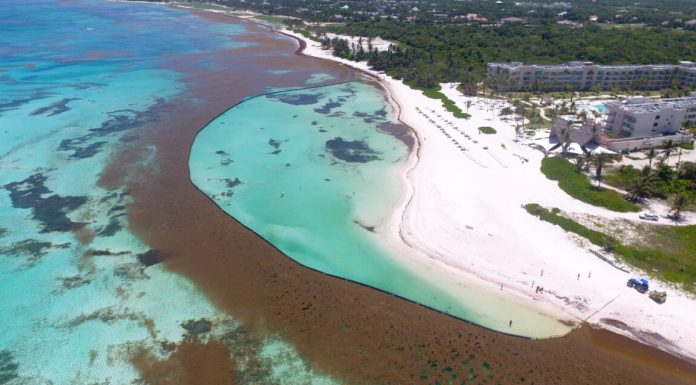 Abinader crea el Gabinete de Lucha Contra el Sargazo